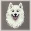 Samoyed