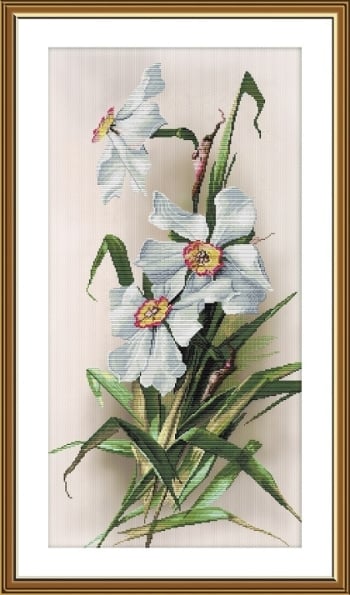 Narcisos