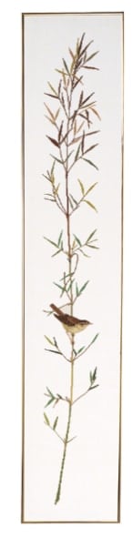 Striscia Curruca carricera I