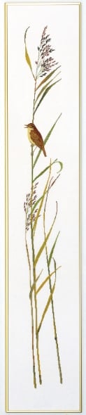 Striscia Curruca carricera II