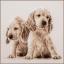 2 Cachorros