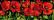 Amapolas