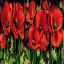 Amapolas
