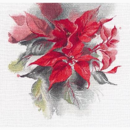 Poinsettia (Tatiana Kashtalyan)