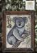 A Year In The Woods II - 3 - The Koala