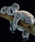 Koala - Negro