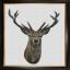 Red Deer - Aida