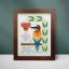 European Bee-Eater
