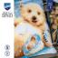 Cojín - Pequeño oso polar