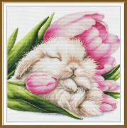 Sueños de tulipanes