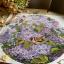 Lilac Garden