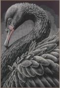 Cisne negro