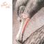 Cisne negro