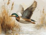 Vuelo Dorado