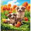Puppies in tulips