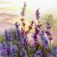 Lavanda en flor