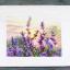 Lavanda en flor