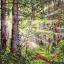 Bosque soleado