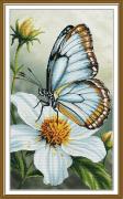 Mariposa