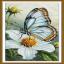 Mariposa