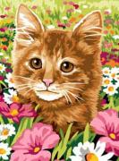 Le champ du chat