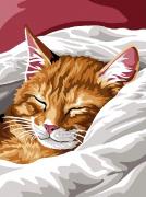 Gato durmiendo