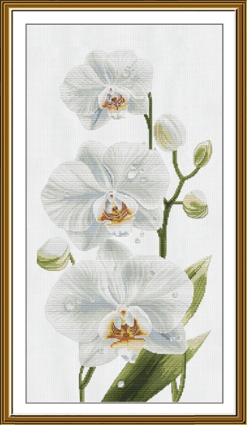 Sinfonía blanca