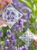 The Lavender Time