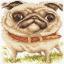 Pug-dog